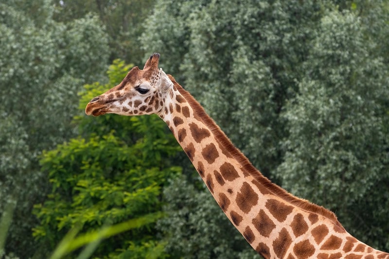 Night Safari in the Jungle
