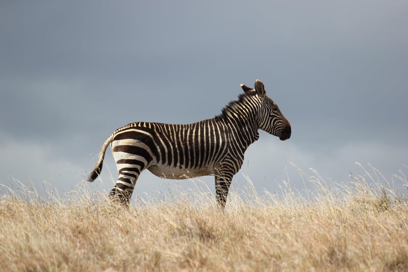Safari Adventure in the African Wilderness
